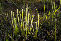 0029 Panhandle 2020 Threadleaf Sundew