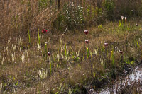 0030 Panhandle 2020 Pitcher Plants White Top Pitcher Plant Threadleaf Sundew
