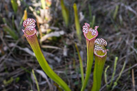 0031 Panhandle 2020 Pitcher Plants White Top Pitcher Plant