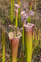 0035 Panhandle 2020 Pitcher Plants White Top Pitcher Plant
