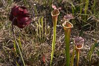 0036 Panhandle 2020 Pitcher Plants White Top Pitcher Plant