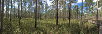 0051 Panhandle 2020 Panorama Pitcher Plants 