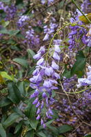 0053 Panhandle 2020 Pitcher Plants 