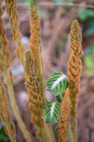 0054 Panhandle 2020 Pitcher Plants 