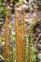 0057 Panhandle 2020 Pitcher Plants 