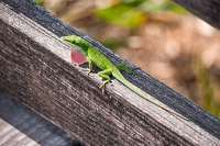 0058 Panhandle 2020 Pitcher Plants 