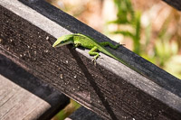 0059 Panhandle 2020 Pitcher Plants 