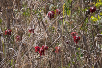 0060 Panhandle 2020 Pitcher Plants White Top Pitcher Plant