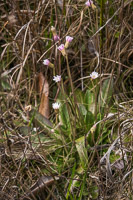 0061 Panhandle 2020 Pitcher Plants 