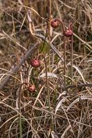 0062 Panhandle 2020 Pitcher Plants White Top Pitcher Plant
