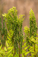 0063 Panhandle 2020 Pitcher Plants 