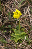 0066 Panhandle 2020 Pitcher Plants Butterwort