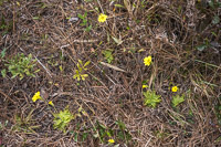 0070 Panhandle 2020 Pitcher Plants Butterwort