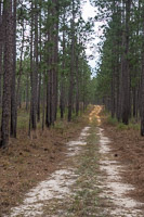 0078 Panhandle 2020 Pitcher Plants 
