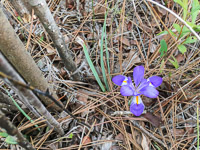0079 Panhandle 2020 Pitcher Plants Iris