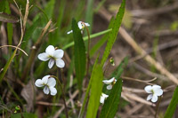 0081 Panhandle 2020 Pitcher Plants 