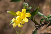 0082 Panhandle 2020 Pitcher Plants 