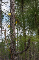 0083 Panhandle 2020 Pitcher Plants 