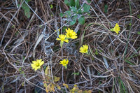 0086 Panhandle 2020 Pitcher Plants 