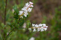 0087 Panhandle 2020 Pitcher Plants 