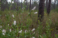 0088 Panhandle 2020 Pitcher Plants 
