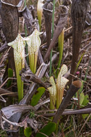 0089 Panhandle 2020 Pitcher Plants White Top Pitcher Plant