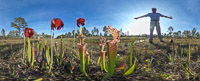 0090 Panhandle 2020 Pitcher Plants Theta S White Top Pitcher Plant
