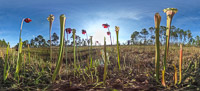 0091 Panhandle 2020 Pitcher Plants Theta S White Top Pitcher Plant