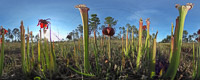 0094 Panhandle 2020 Pitcher Plants Theta S White Top Pitcher Plant