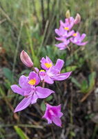 0096 Panhandle 2020 Grass Pink Orchid