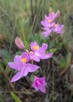 0097 Artistic Panhandle 2020 Grass Pink Orchid