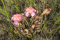 0098 Panhandle 2020 Pitcher Plants Purple Flower Pitcher Plant