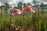 0099 Panhandle 2020 Pitcher Plants Purple Flower Pitcher Plant