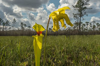 0100 Panhandle 2020 Pitcher Plants Trumpet Leaf Pitcher Plant