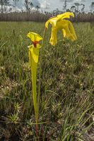 0101 Panhandle 2020 Pitcher Plants Trumpet Leaf Pitcher Plant