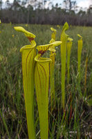 0104 Panhandle 2020 Pitcher Plants Trumpet Leaf Pitcher Plant