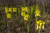 0105 Panhandle 2020 Pitcher Plants Trumpet Leaf Pitcher Plant