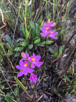 0106 Panhandle 2020 Grass Pink Orchid