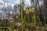 0107 Panhandle 2020 Pitcher Plants Trumpet Leaf Pitcher Plant Grass Pink Orchid