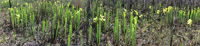 0108 Panhandle 2020 Panorama Pitcher Plants Trumpet Leaf Pitcher Plant
