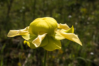 0111 Panhandle 2020 Pitcher Plants Trumpet Leaf Pitcher Plant