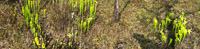 0116 Panhandle 2020 Panorama Pitcher Plants Trumpet Leaf Pitcher Plant
