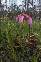 0117 Panhandle 2020 Pitcher Plants Purple Flower Pitcher Plant