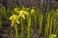 0119 Panhandle 2020 Pitcher Plants Trumpet Leaf Pitcher Plant