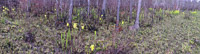 0120 Panhandle 2020 Panorama Pitcher Plants Trumpet Leaf Pitcher Plant
