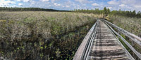 0125 Panhandle 2020 Panorama Tate S Hell Dwarf Cypress Boardwalk