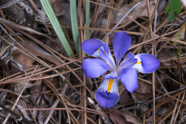 Dwarf Woodland Iris