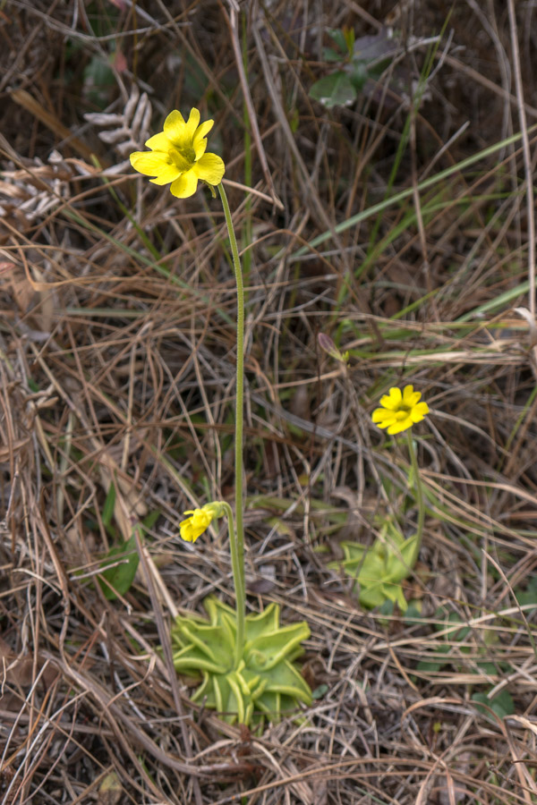 Yellow Butterwort