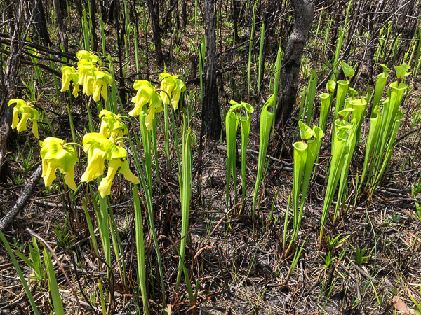 Trumpet-Leaf Pitcher Plants