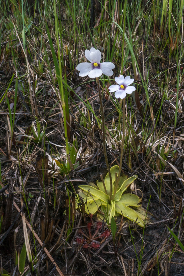 Godfrey's Butterwort & Sundew